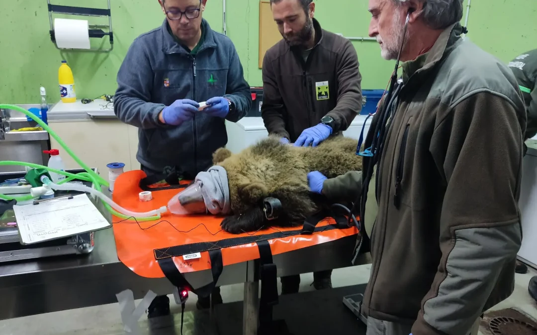 Liberado el osezno de Barniedo tras su etapa de aclimatación en la finca del monte de Valsemana