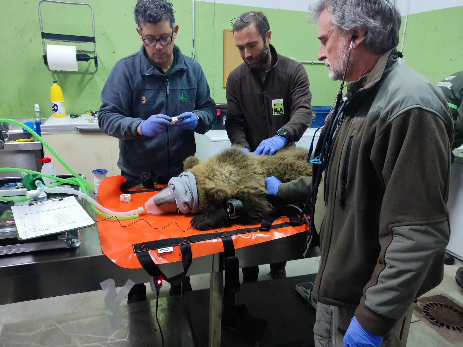 Liberado el osezno de Barniedo tras su etapa de aclimatación en la finca del monte de Valsemana Liberado el osezno de Barniedo tras su etapa de aclimatación en la finca del monte de Valsemana