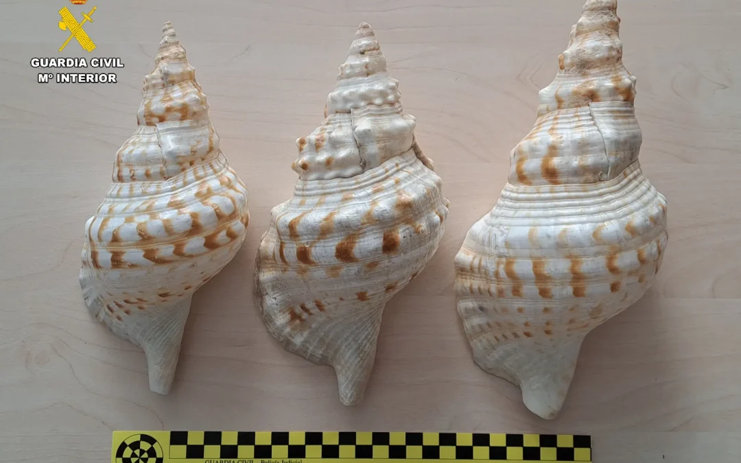 Localizado en Palencia un paquete con tres caracolas de una especie protegida