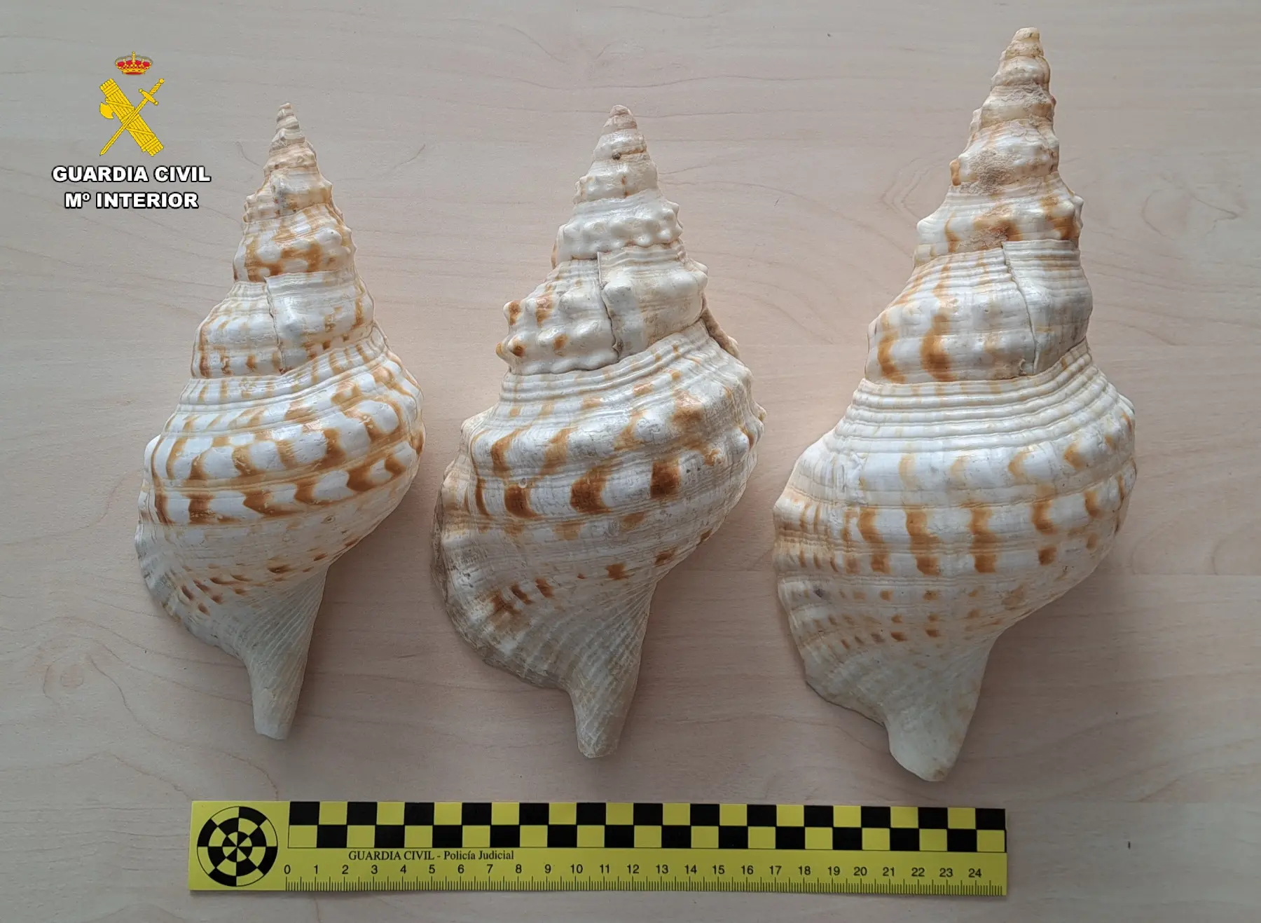 Localizado en Palencia un paquete con tres caracolas de una especie protegida