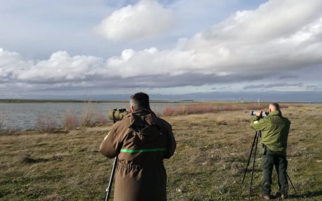 Castilla y León realiza un nuevo censo para conocer el estado de conservación de las aves acuáticas invernantes en la Comunidad
