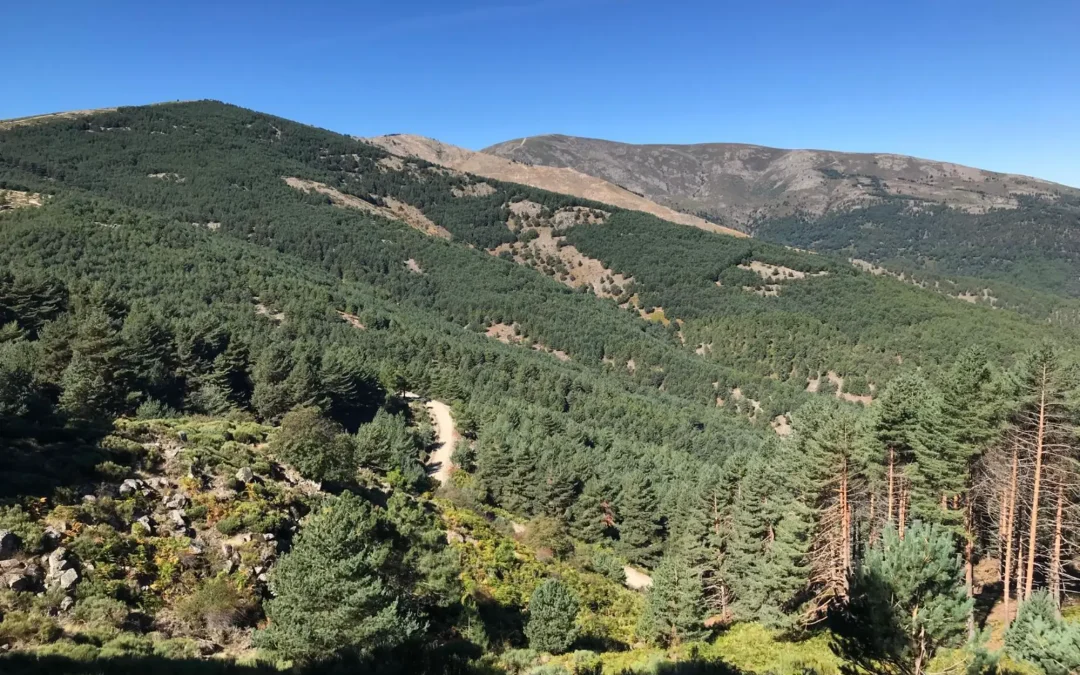 Una plataforma digital para mejorar la gestión forestal ante las nuevas exigencias climáticas en CyL
