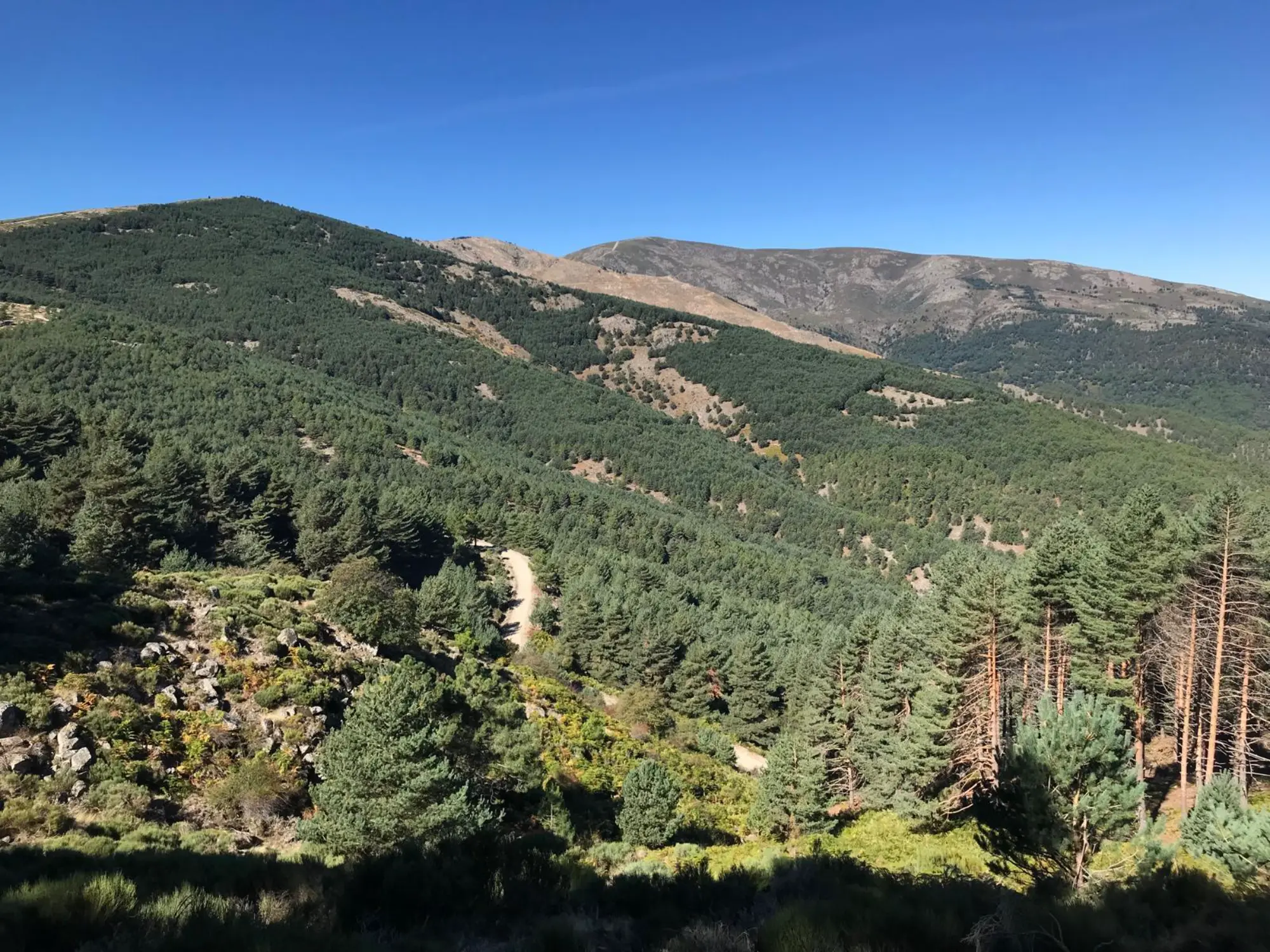Una plataforma digital para mejorar la gestión forestal ante las nuevas exigencias climáticas en CyL Una plataforma digital para mejorar la gestión forestal ante las nuevas exigencias climáticas en CyL