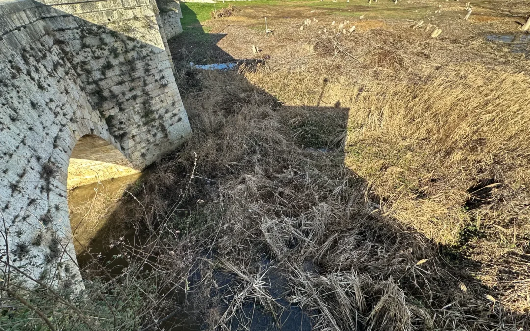 El Ayuntamiento de Villamuriel exige a la Confederación Hidrográfica del Duero la limpieza del cauce del Río Carrión a su paso por la localidad