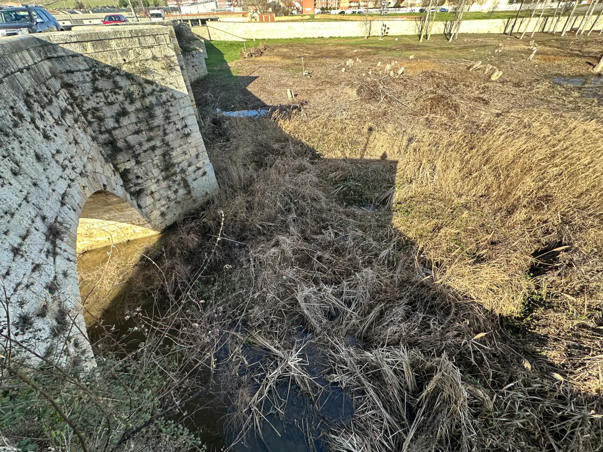 El Ayuntamiento de Villamuriel exige a la Confederación Hidrográfica del Duero la limpieza del cauce del Río Carrión a su paso por la localidad