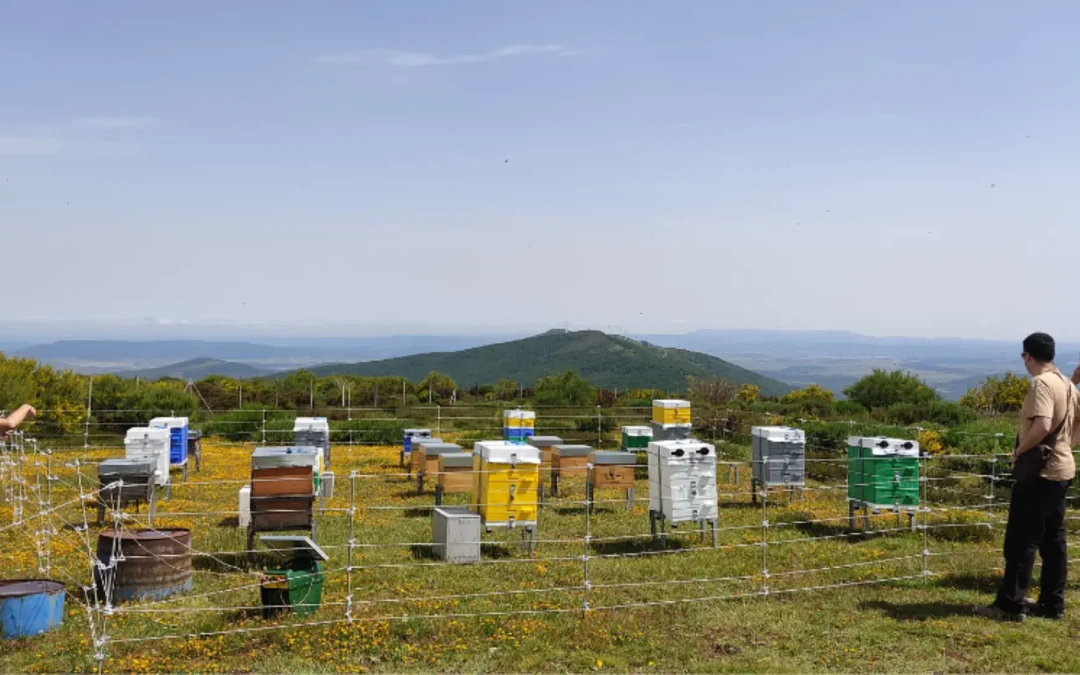 Reactiva Brañosera utiliza el biochar como alternativa al aprovechamiento forestal