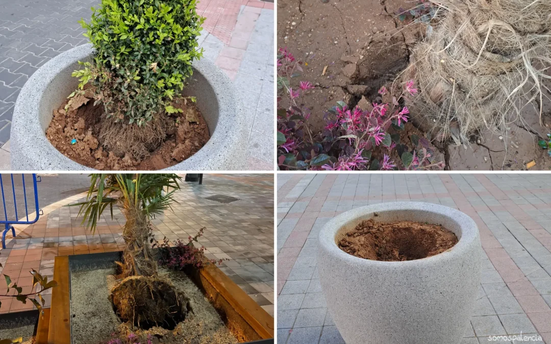 Poco dura la nueva vegetación del centro de la capital