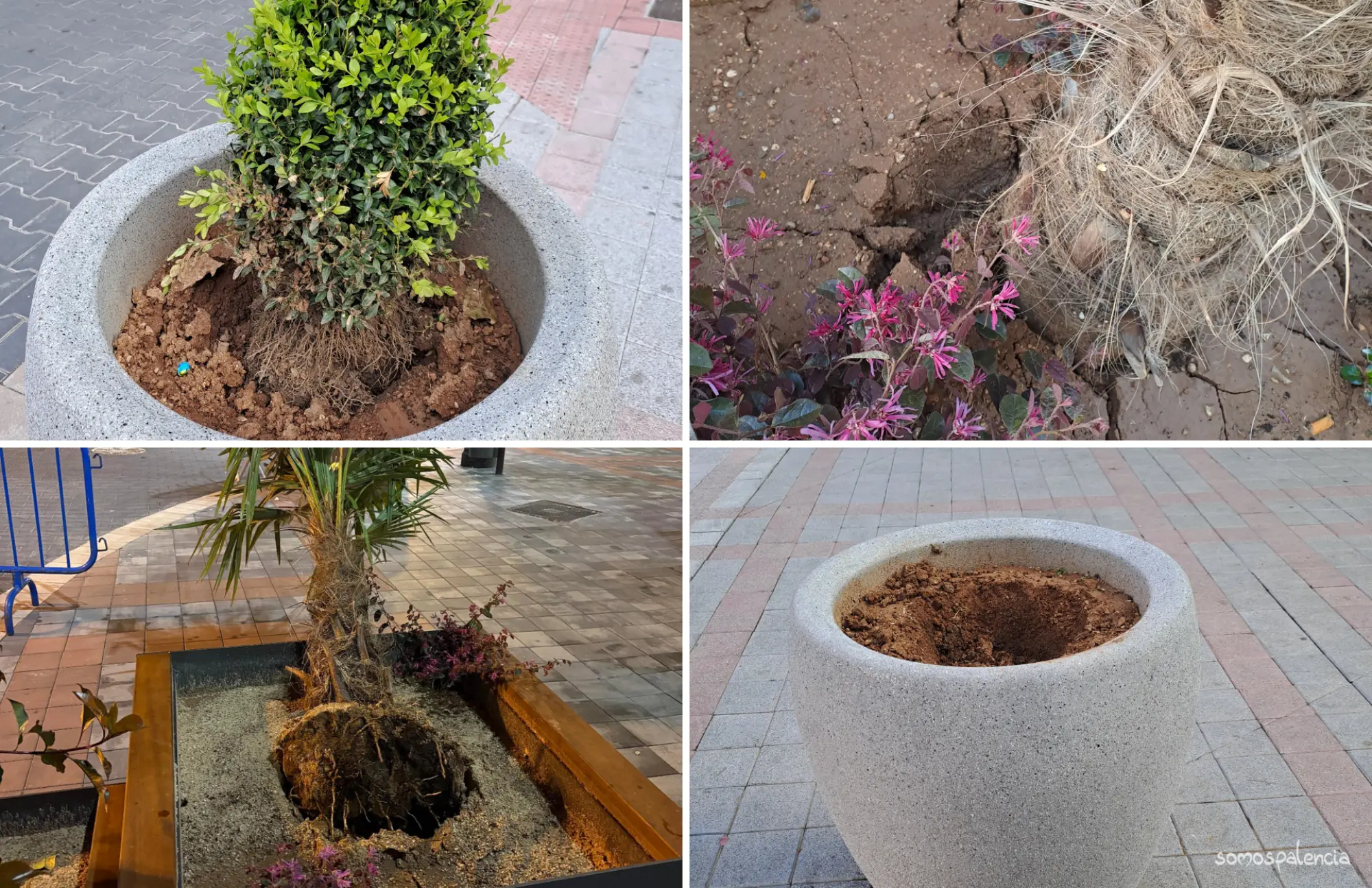 Poco dura la nueva vegetación del centro de la capital