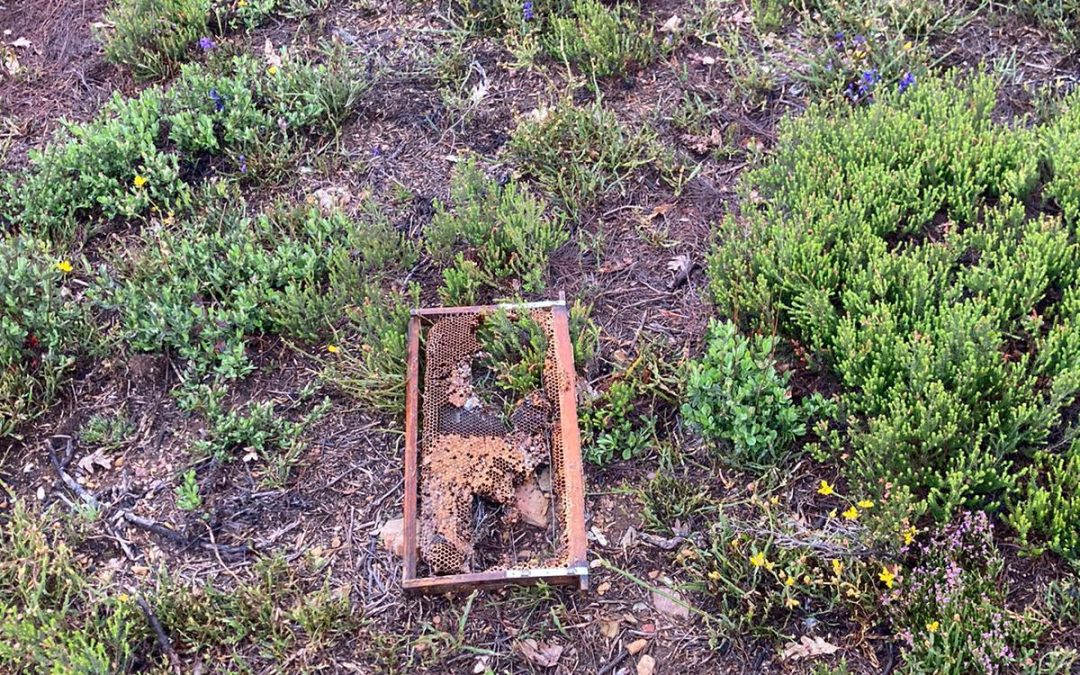 Pastores eléctricos para prevenir daños por ataques de oso en Zamora