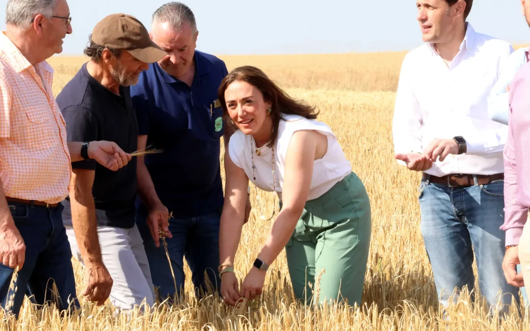 La cosecha de cereal en Castilla y León alcanzará los 8,12 millones de toneladas, la segunda mayor producción en quince años