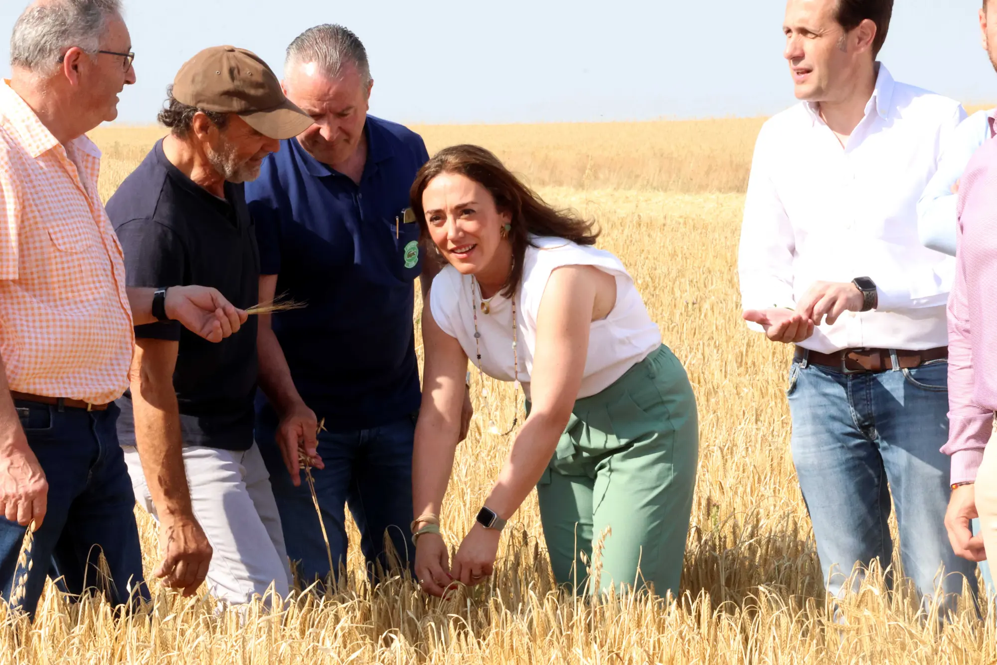La cosecha de cereal en Castilla y León alcanzará los 8,12 millones de toneladas, la segunda mayor producción en quince años
