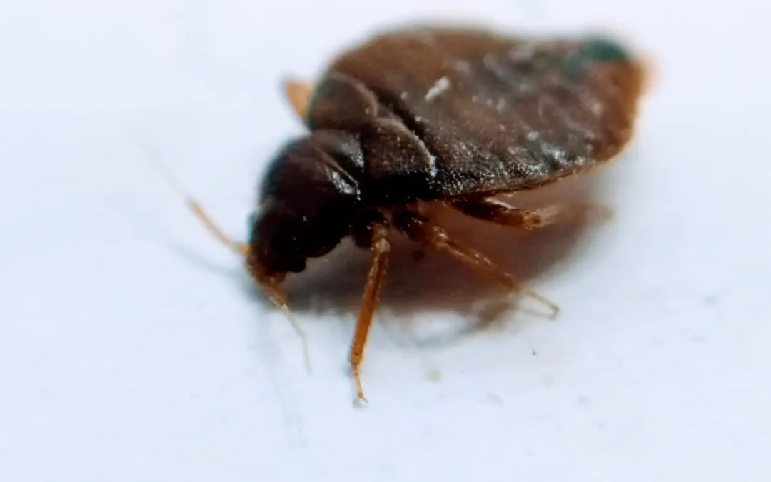 Cómo eliminar las chinches: guía completa para acabar con una infestación usando insecticidas en polvo
